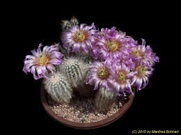 Echinocereus reichenbachii v. baileyi f. albispinum 1468